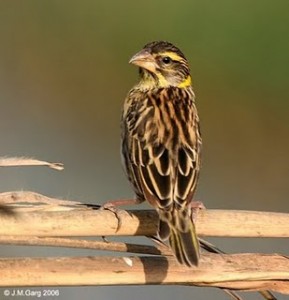 Black-breasted_Weaver_I_IMG_9557