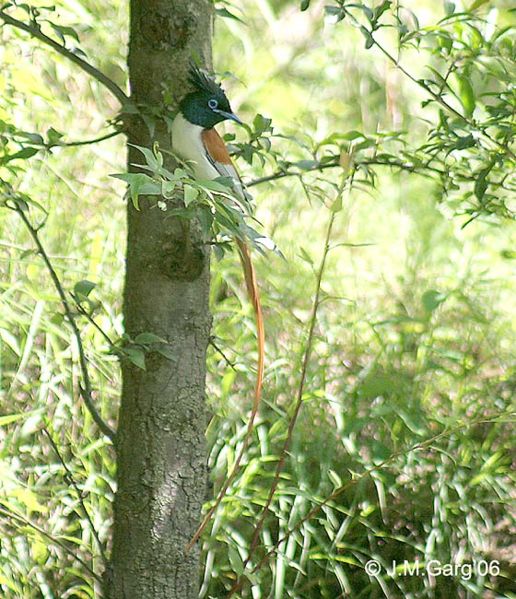 516px-Asian_Paradise_Flycatcher_I2_IMG_2974