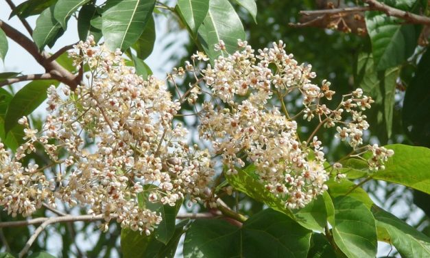 বর্ষার শুভ্র বেরিয়া ফুল
