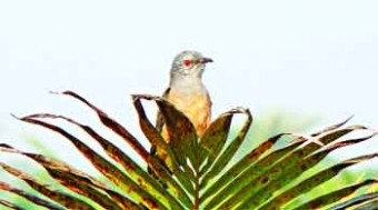 papiya