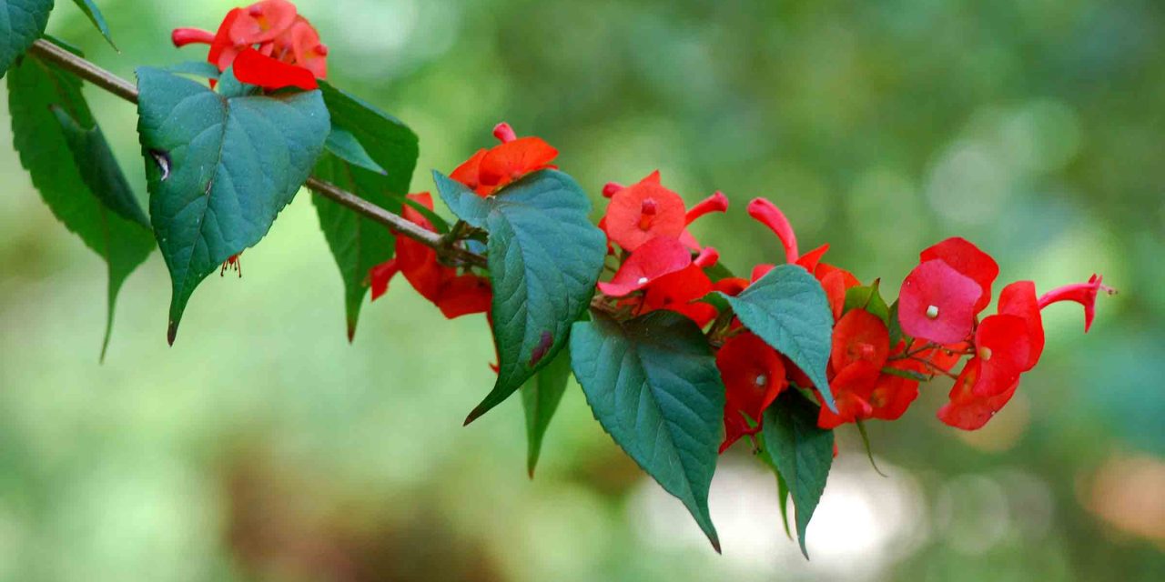 ফুলগুলো যেন রঙিন ছাতা