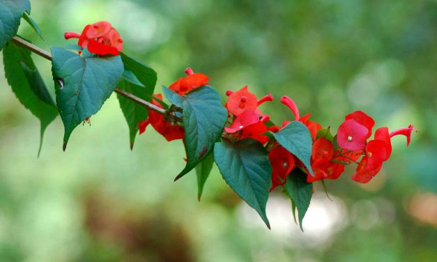 ফুলগুলো যেন রঙিন ছাতা
