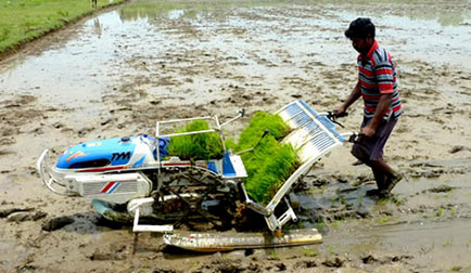 paddy_produce
